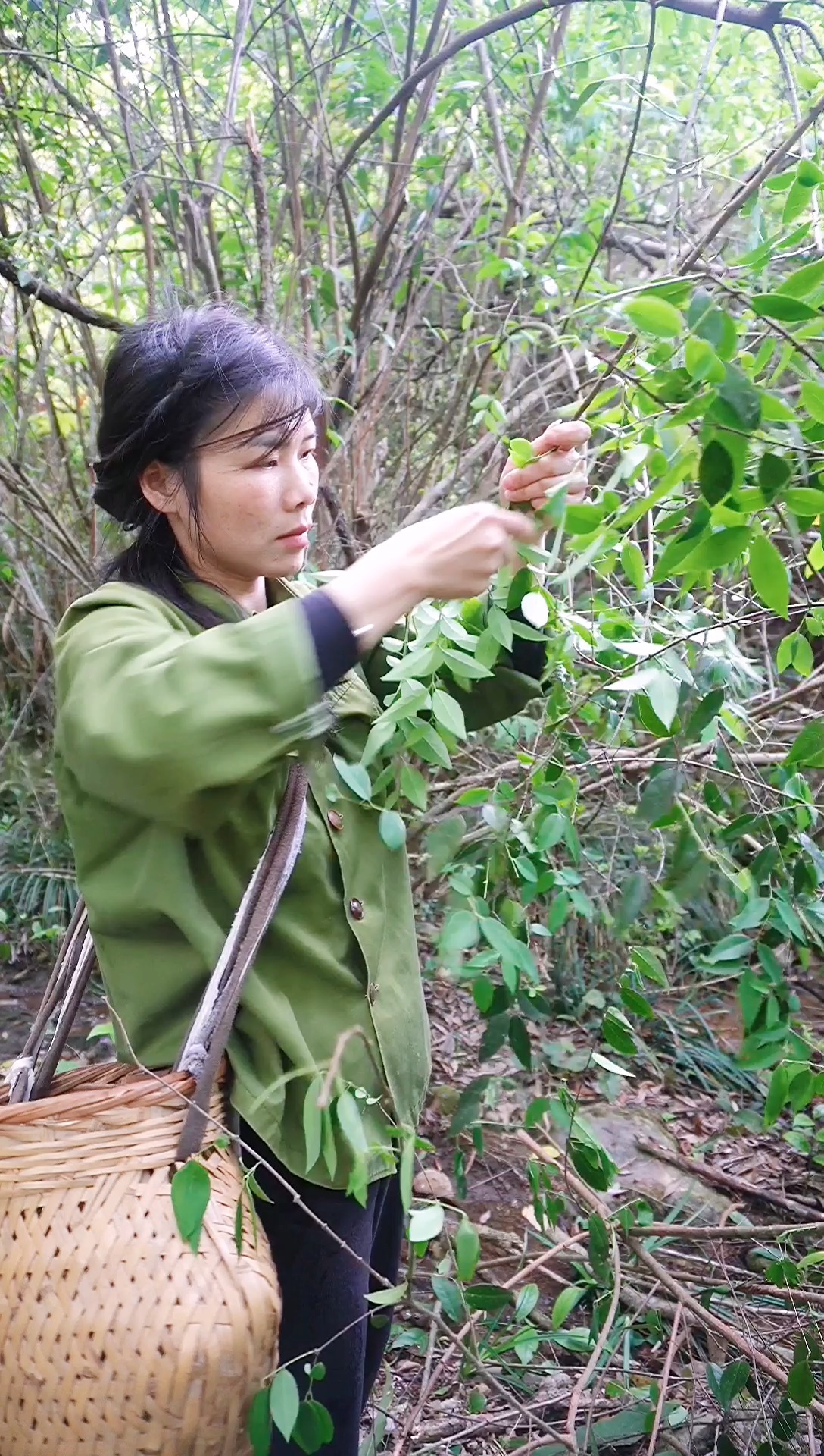 用树叶制成香气清醇的食凉茶,也叫香风茶,柳叶腊梅茶-度小视