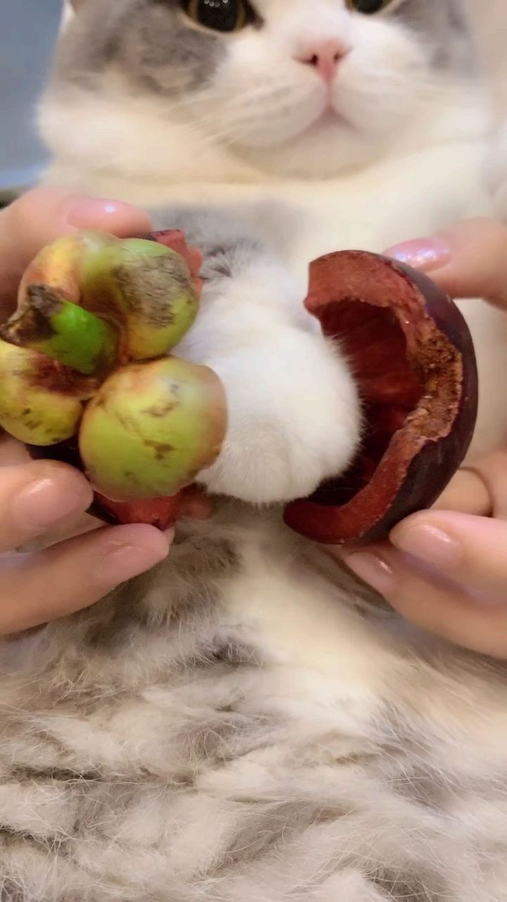 猫#猫爪山竹 了解一下