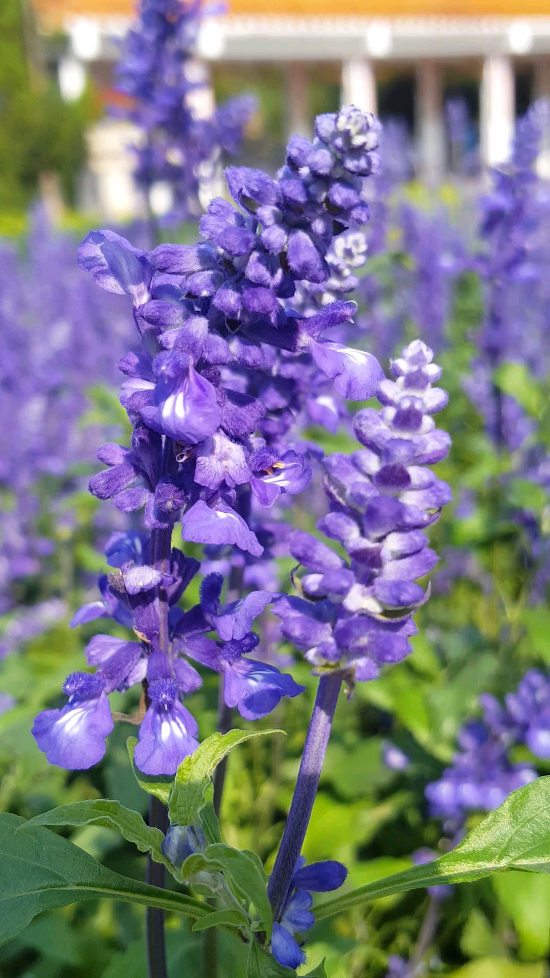 美丽高雅的紫串花