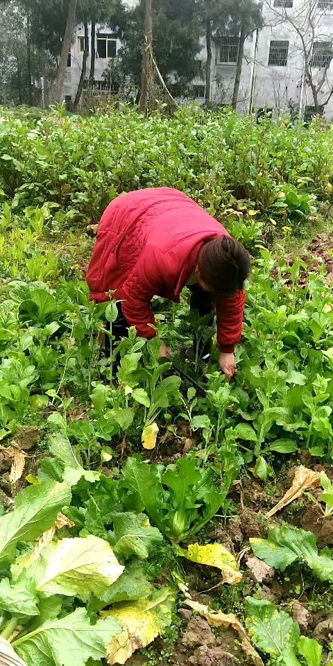 农田种菜照片图片