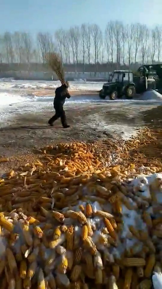 农民徒手抓老鼠,看到眼前这一幕,胆子太大了