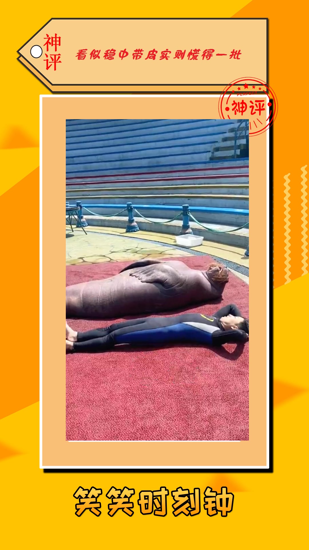 搞笑#海狮练习仰卧起坐,动作行云流水,驯兽师甘拜下风!