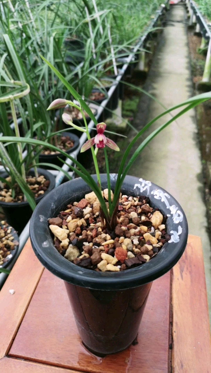 建兰花期$至尊红颜$