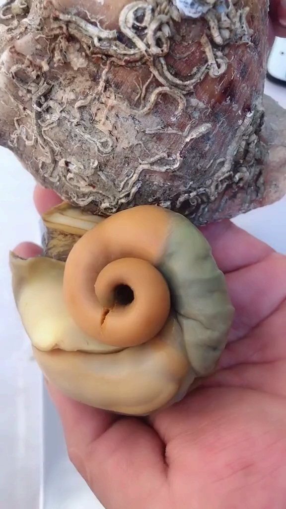 全民好物节#鲜活大海螺 去除苦胆肝部口感更佳