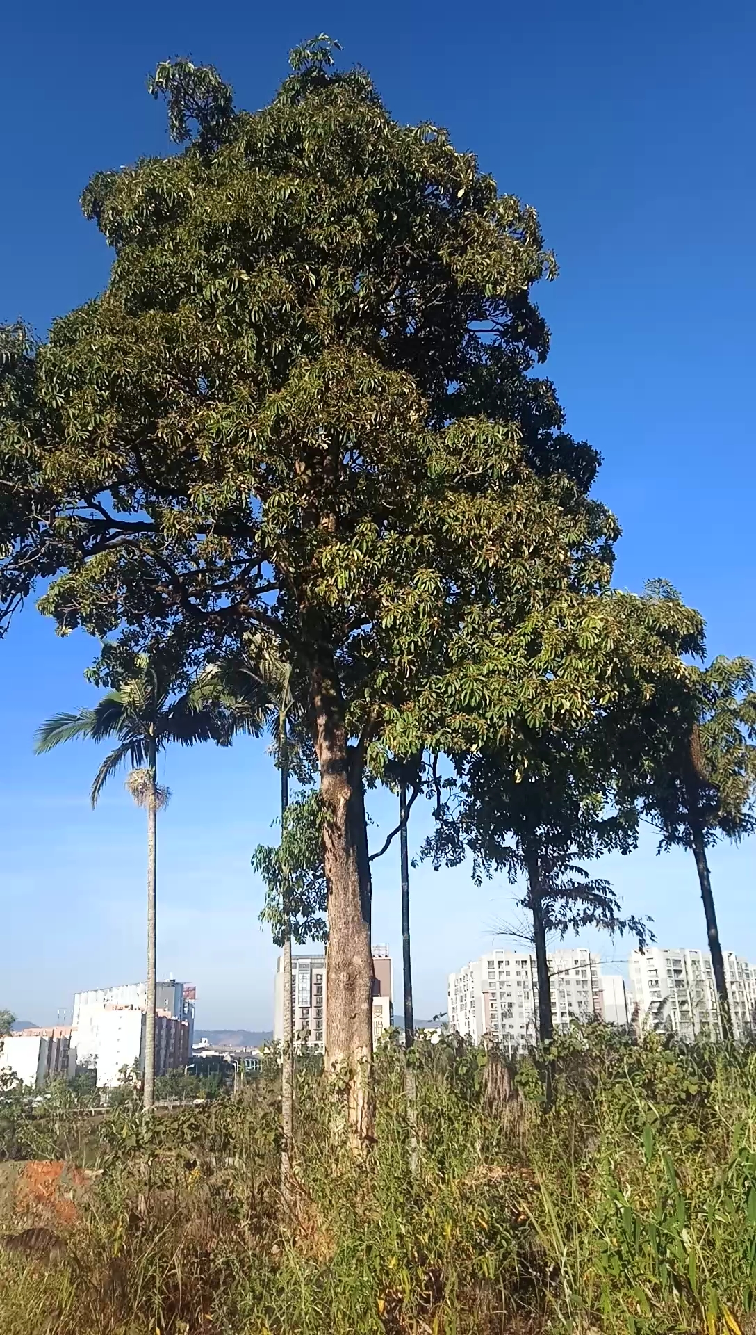 好大一棵灯台叶树,药用价值很高哦