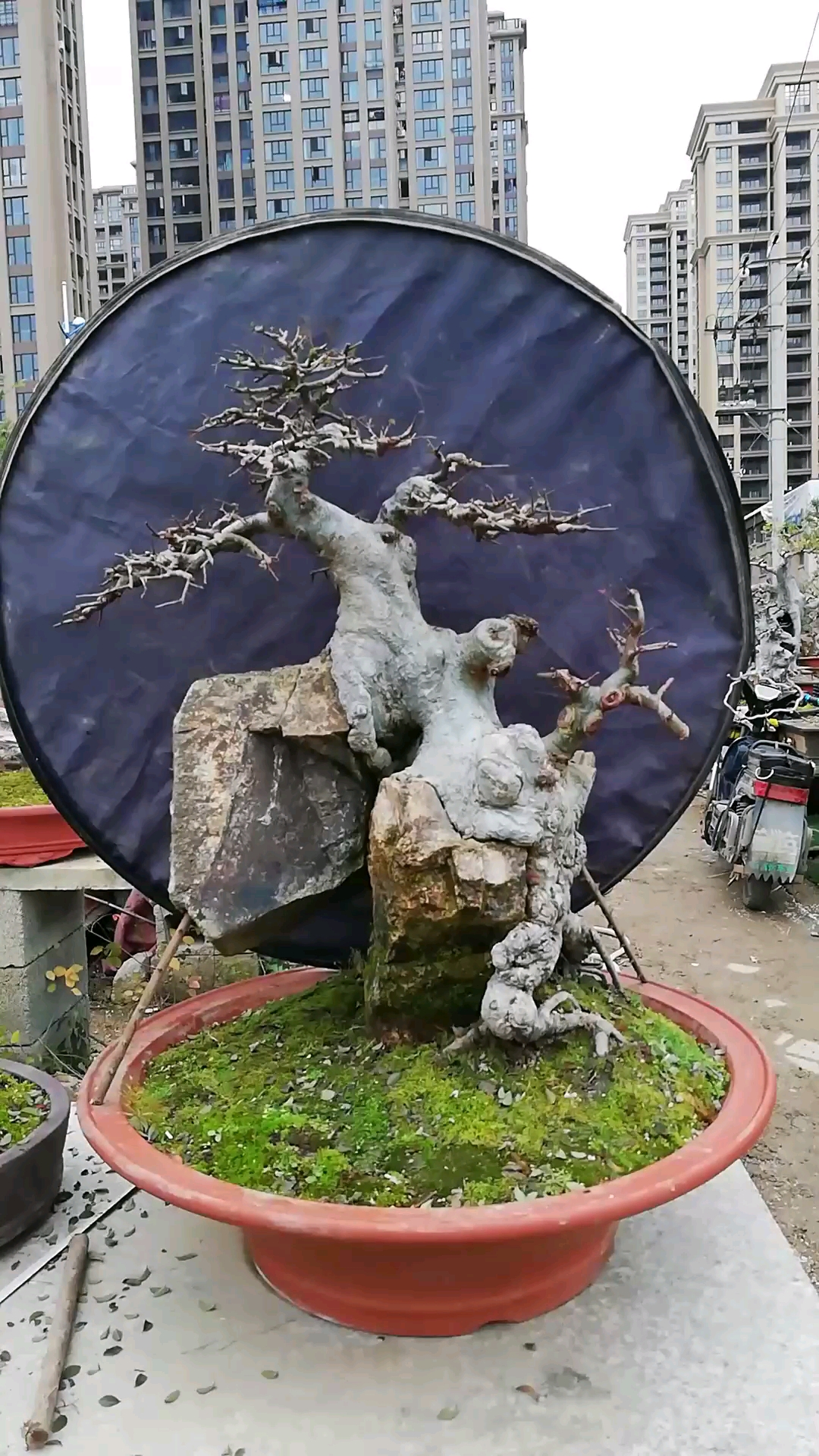 天然附石榆树盆景.