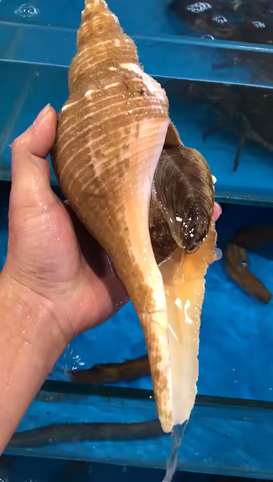 刚上岸的牛魔王牛角螺