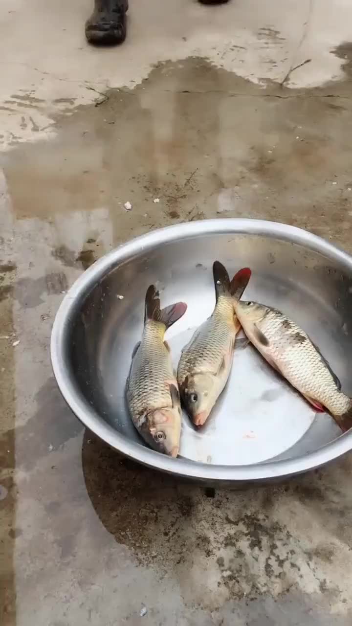 放到盆里三条鱼,接下来一幕让我开眼了,网友这也太能吃了