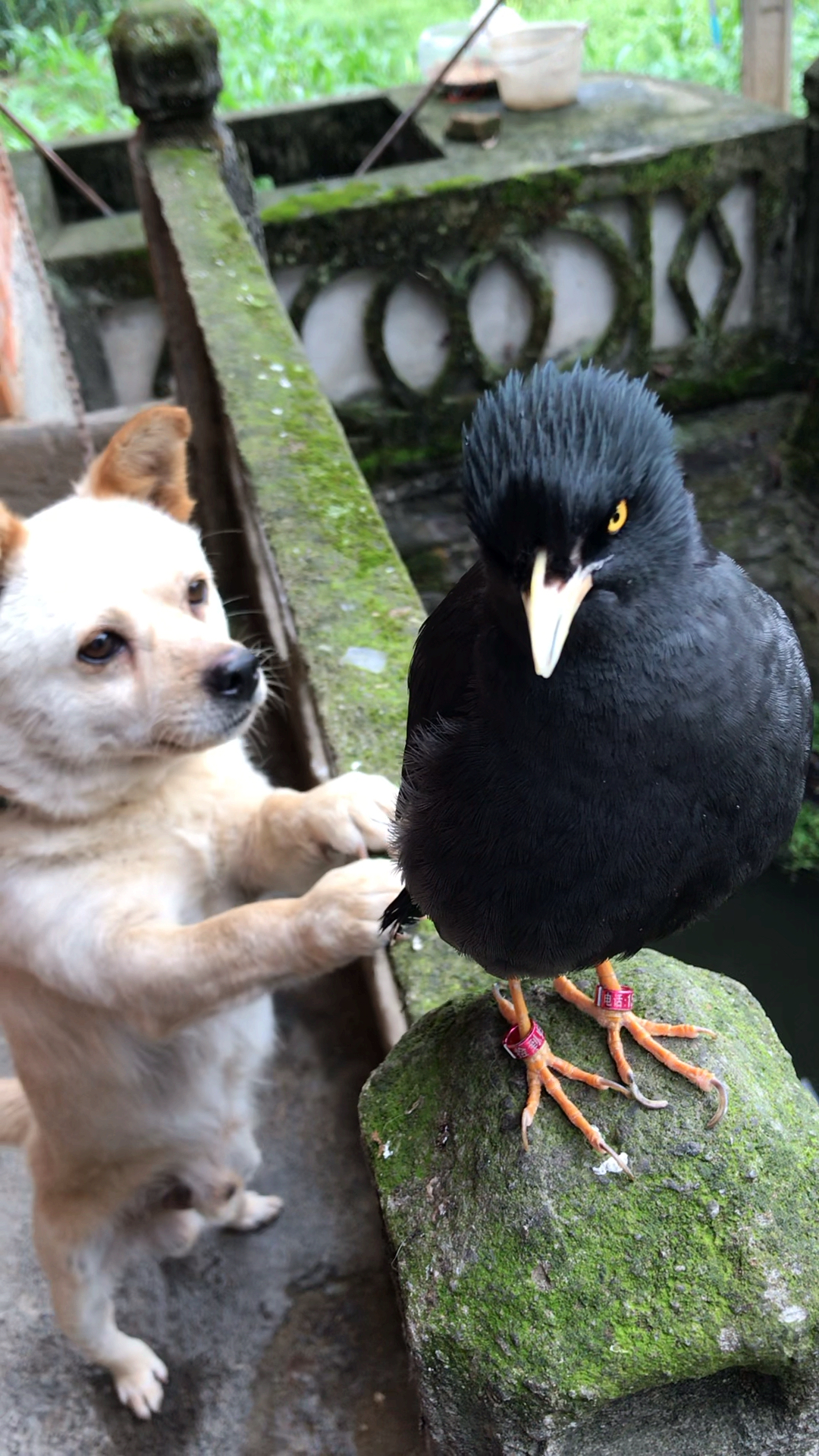 小狗和鸟相处的真好