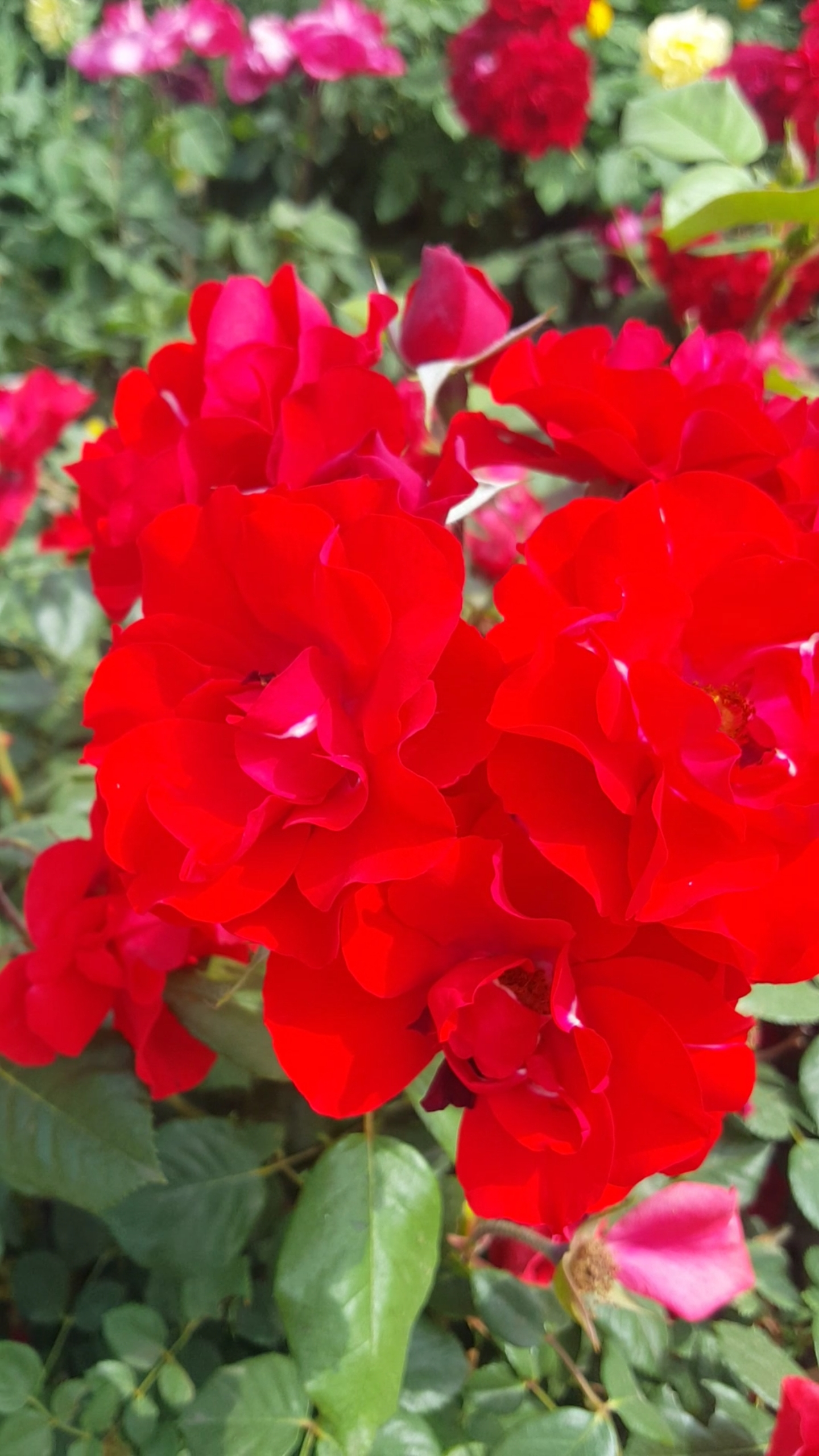 火红艳丽的红月季花