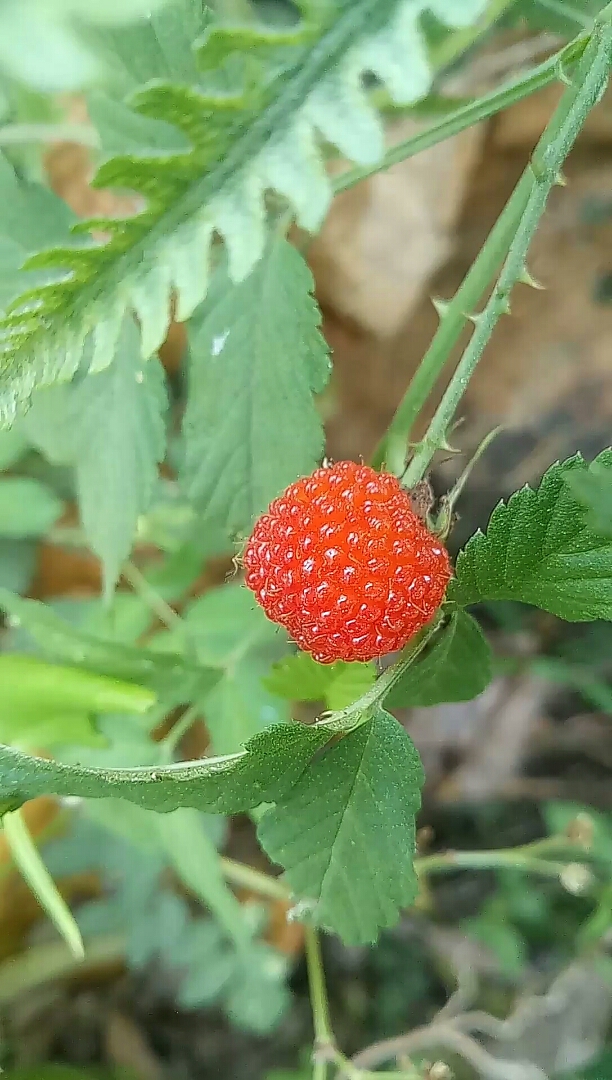 农村的草树莓,你吃过嘛?