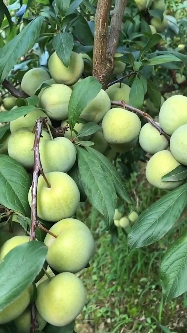 三月青脆脱骨李 农家土李子坏果包赔