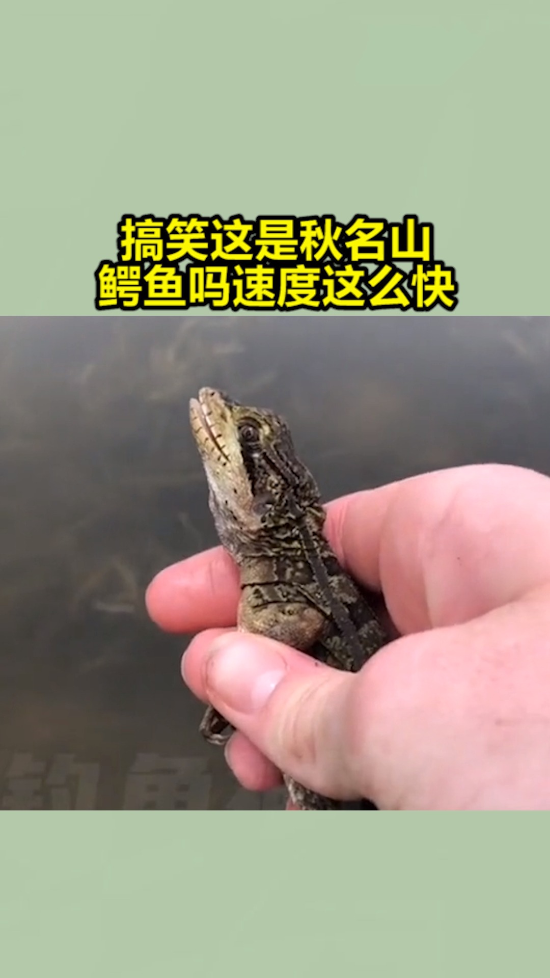 我要上热门#搞笑这是秋名山鳄鱼吗,速度这么快