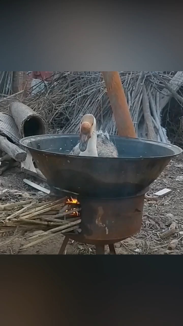 看家里的大鹅都是在铁锅里洗澡的