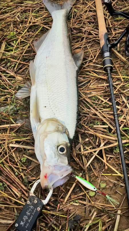 钓鱼#飘落铁板中大翘嘴#路亚 #翘嘴 #路亚翘嘴 #钓鱼 #野钓#在川之鱼