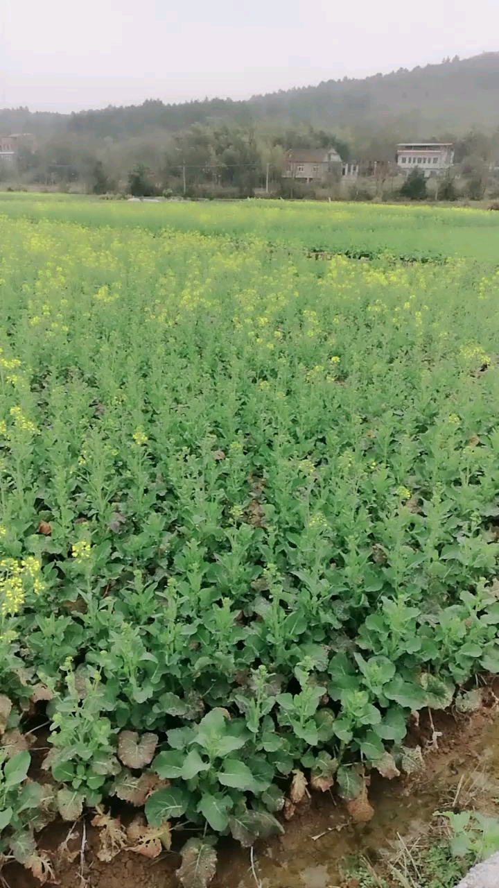 油菜花小苗图片