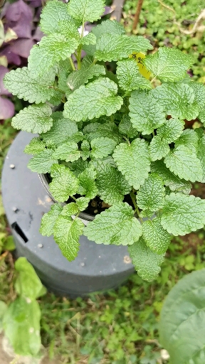 我的小花园#香蜂草是唇形花科里的另类,耐热耐湿耐寒耐半荫,有强烈的