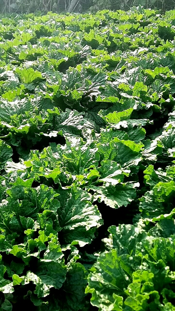 绿油油蔬菜,知道什么菜吗,哈哈