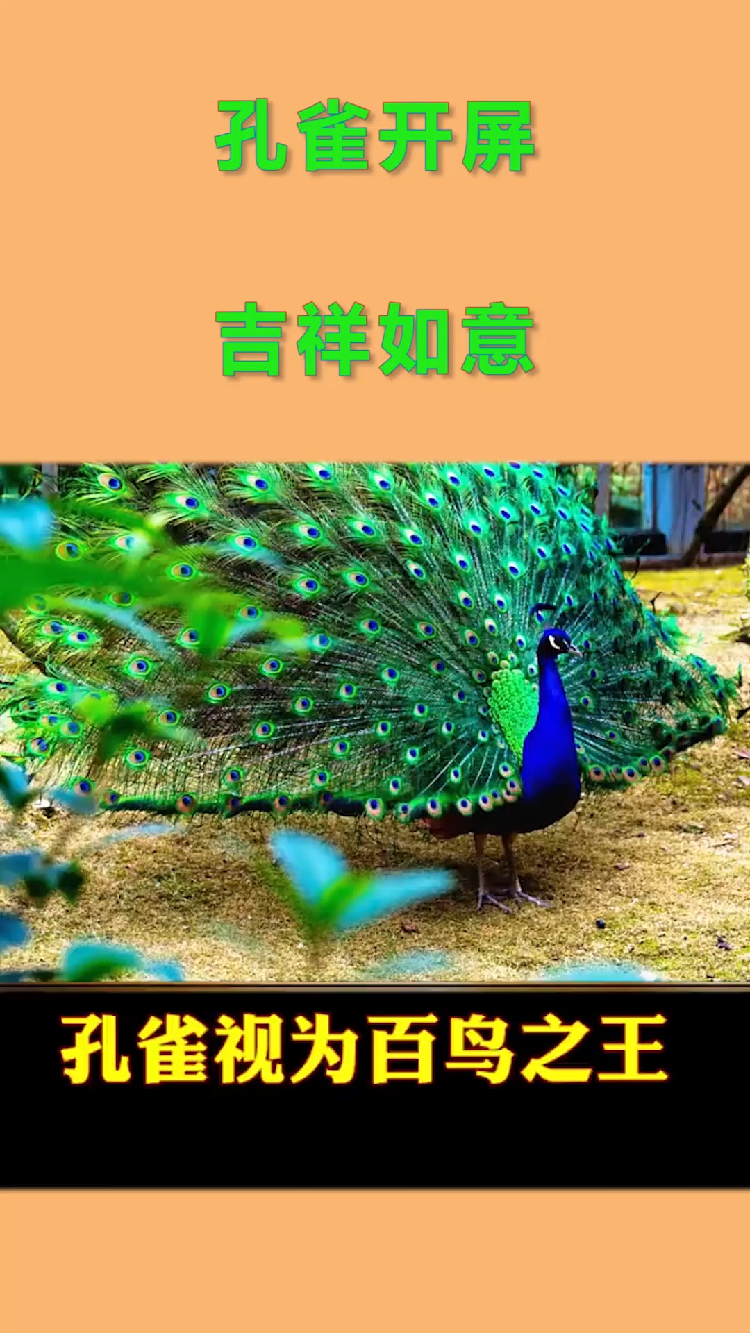 动物世界孔雀被视为百鸟之王,孔雀开屏,吉祥如意!