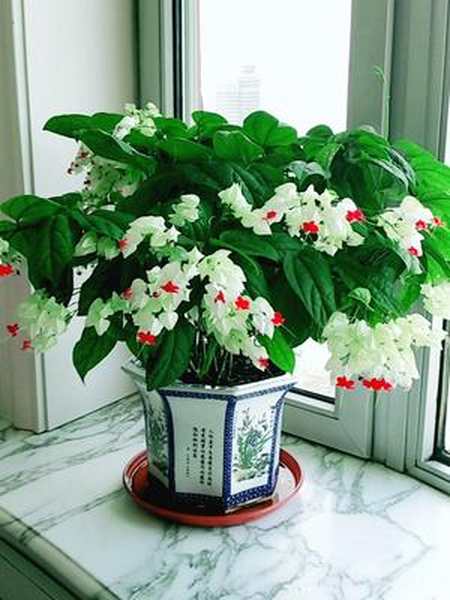 龙吐珠想要龙吐珠花开爆满盆必须要有充足的光照修剪用微酸性土壤半个