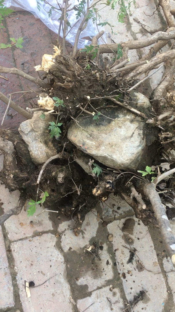 黄荆老桩根抱石