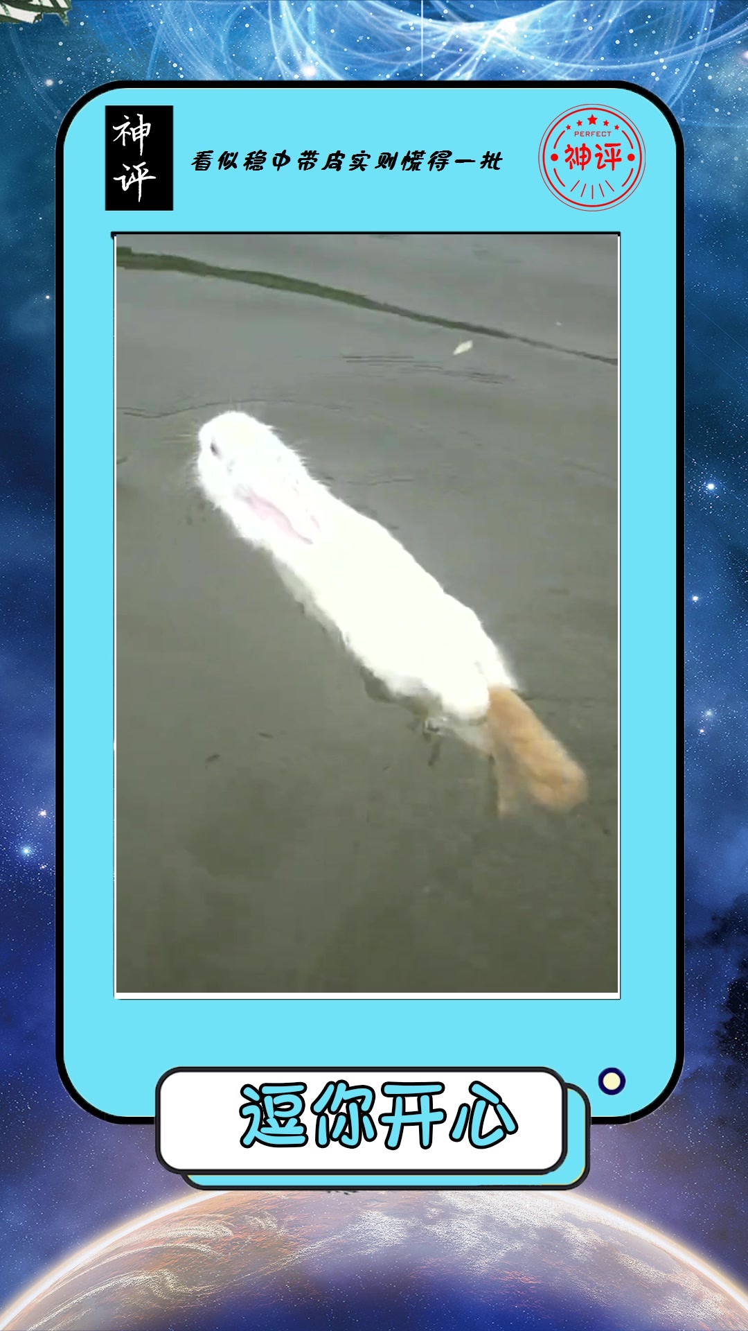 我要上热门#兔子游泳花样多,后腿姿势独一无二,难怪水性这么好!