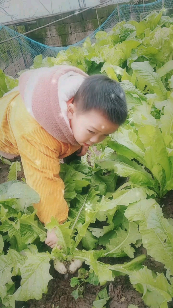 小盆友拔萝卜,煮肉吃