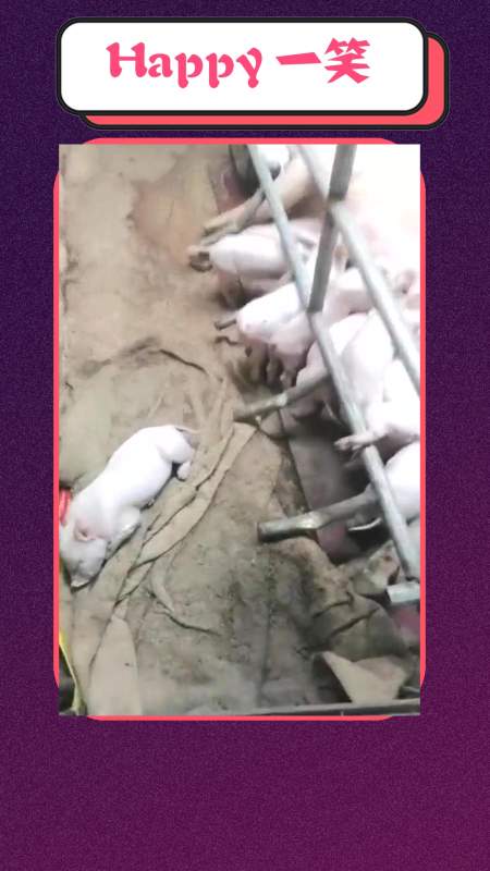 搞笑#一只猪如果装睡,你是无法叫醒它的,吃奶也不行!