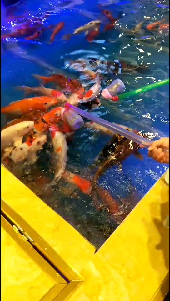 哎呀,鱼都在我这里来啦.