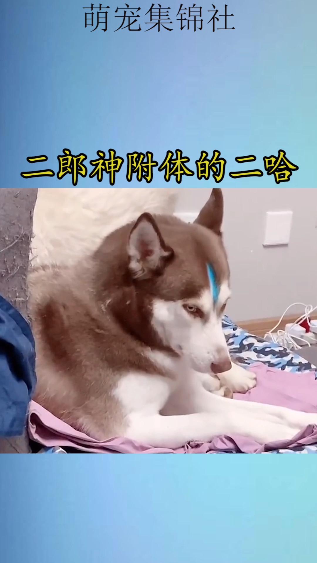 我要上热门#二郎神附体的二哈