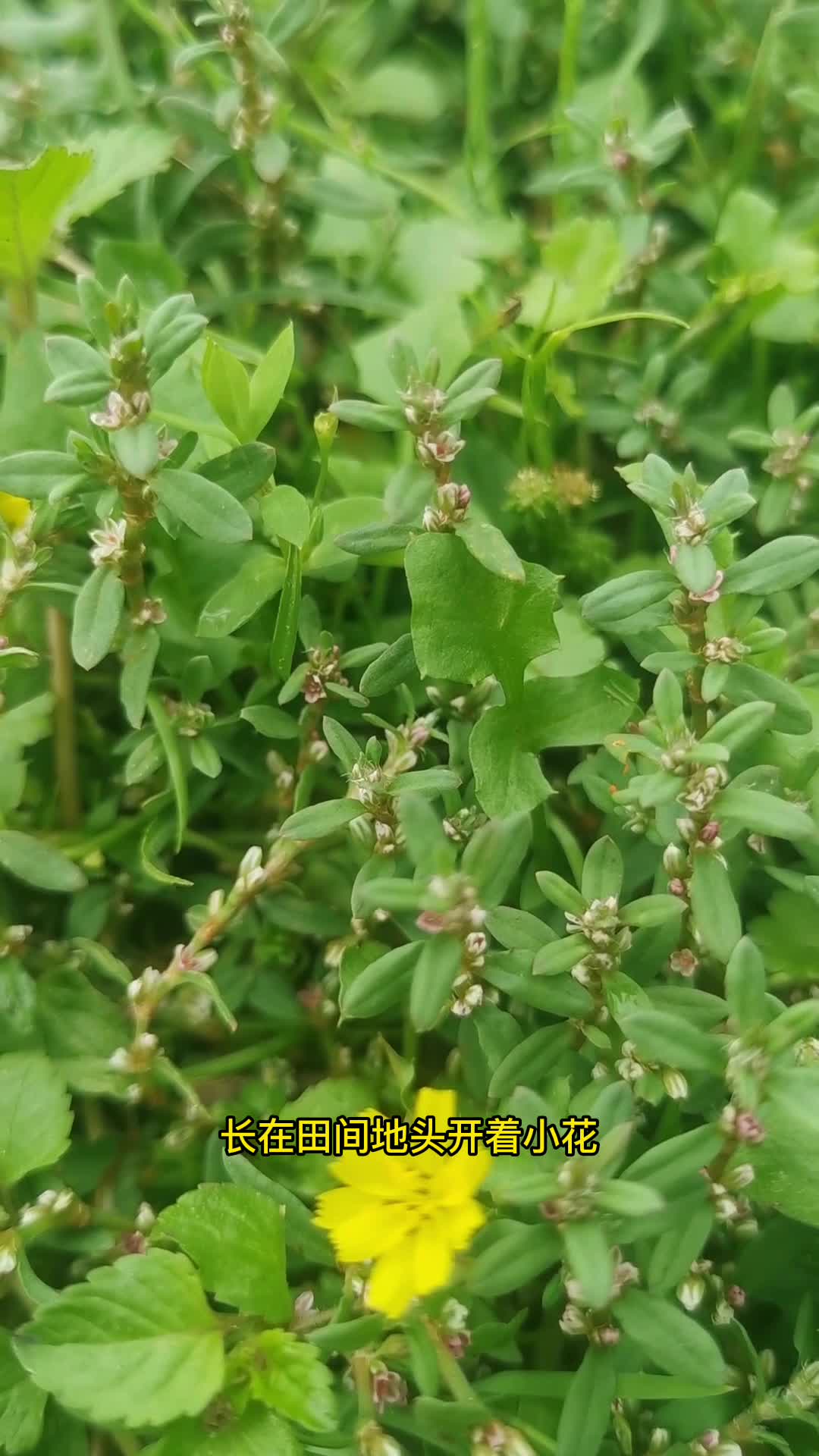 扁蓄是一种田间地头的小草