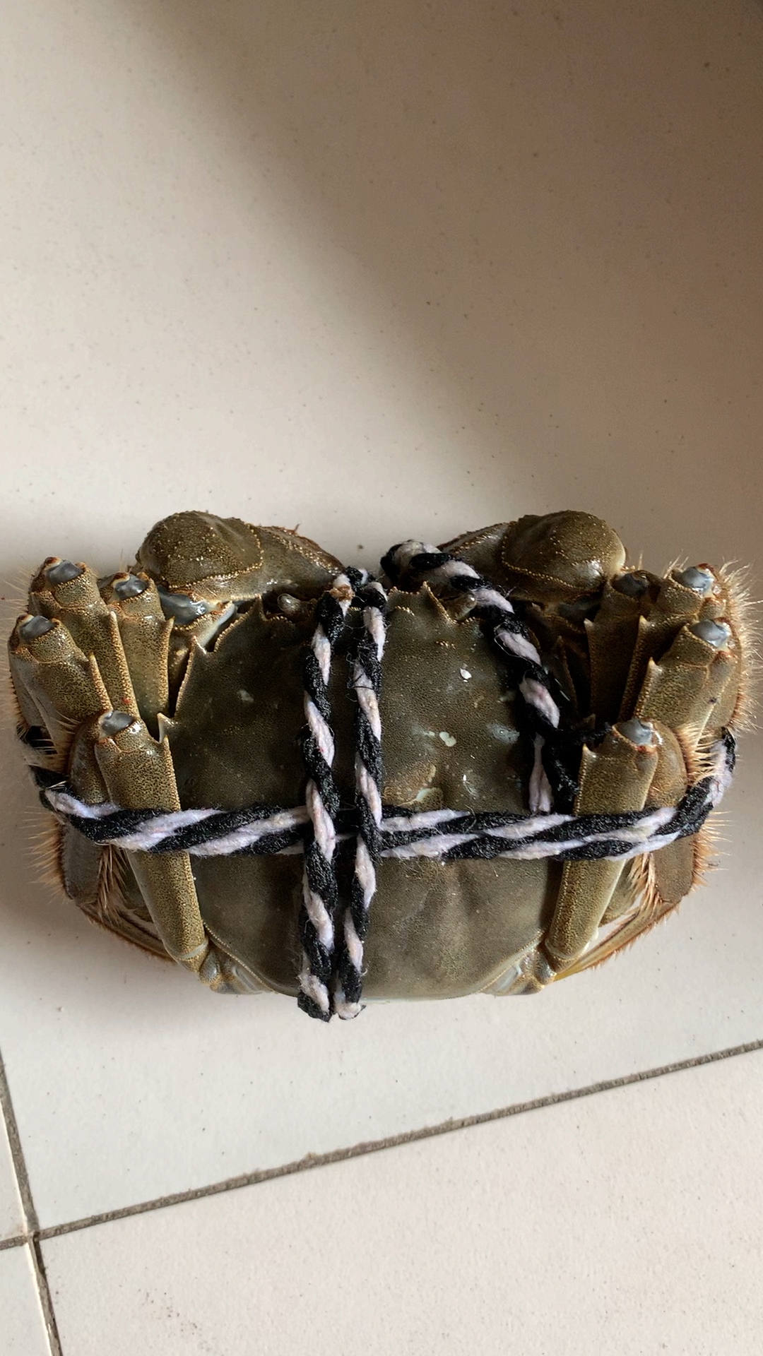 中秋#五花大绑的大闸蟹