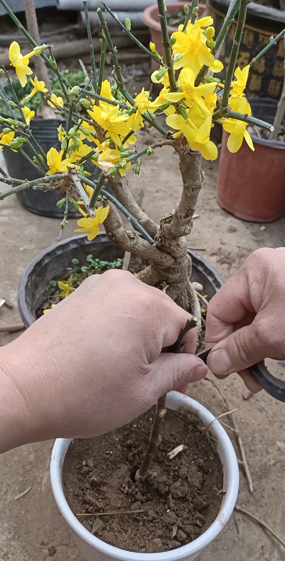 白蜡树嫁接迎春花图片图片