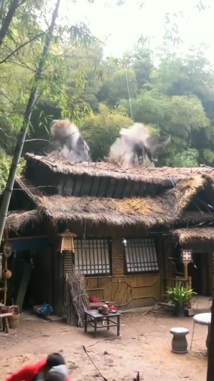 敢闯我茅草屋让你们飞出去有没有觉得这个茅草屋很眼熟