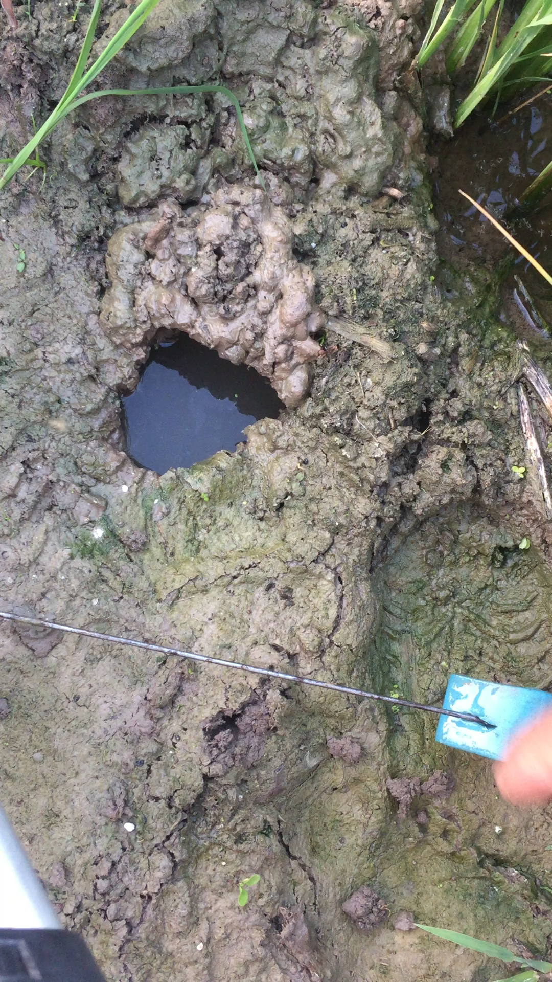 如何识别龙虾洞,黄鳝洞.