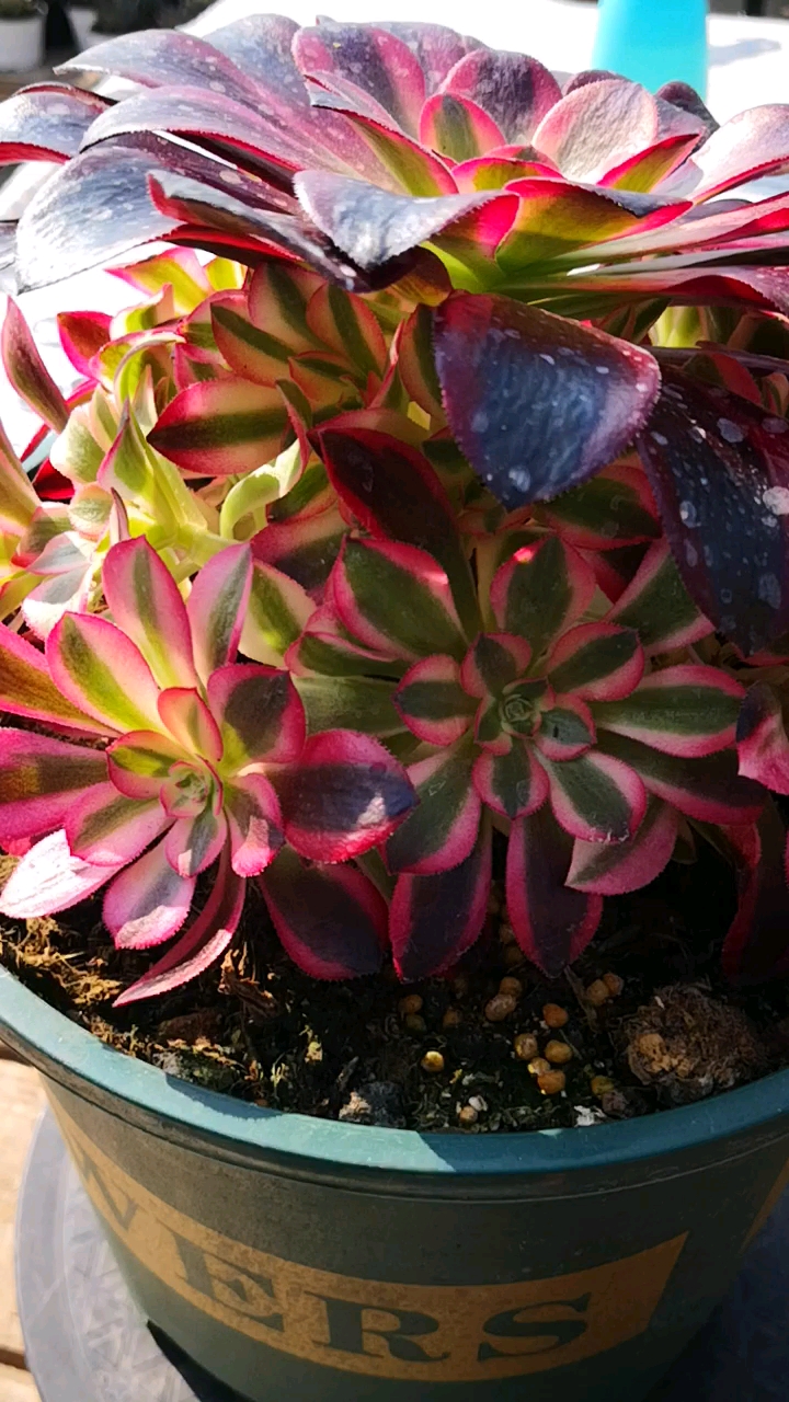 美杜莎完美捧花老桩来了,这一圈的崽让人看了忍不住心动!