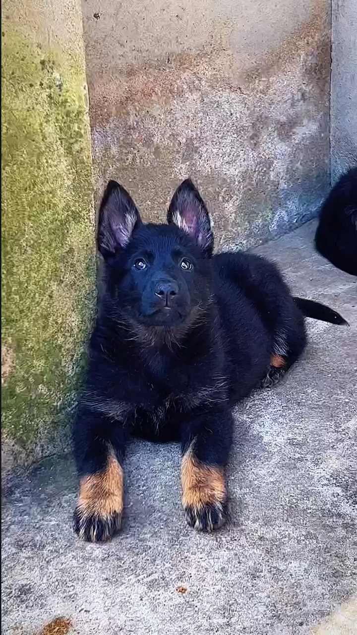 东德牧羊犬#太极东德小公