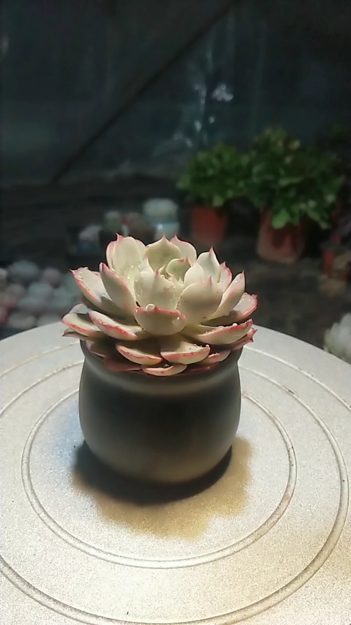 新品多肉 哦诺娃!