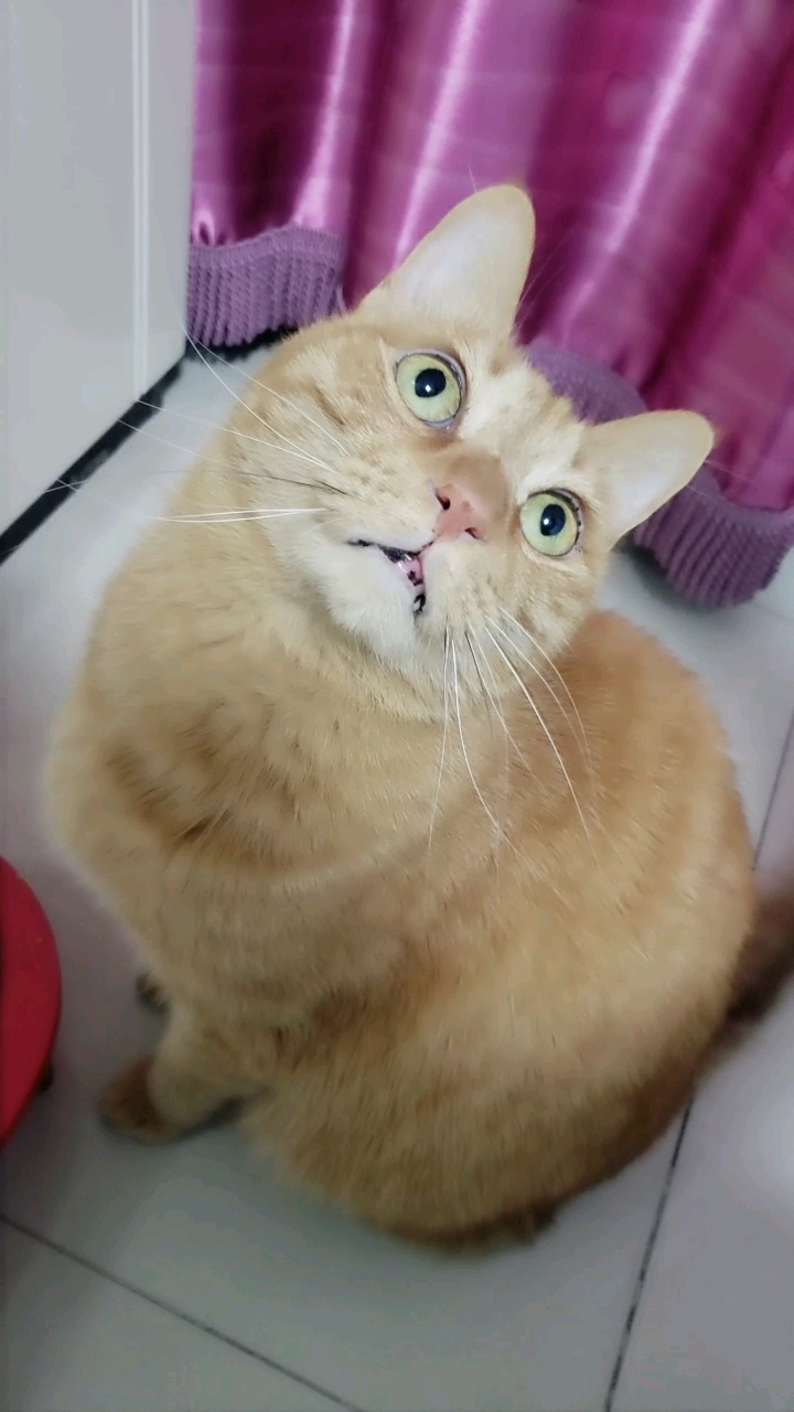 眼巴巴的,要吃肉肉!