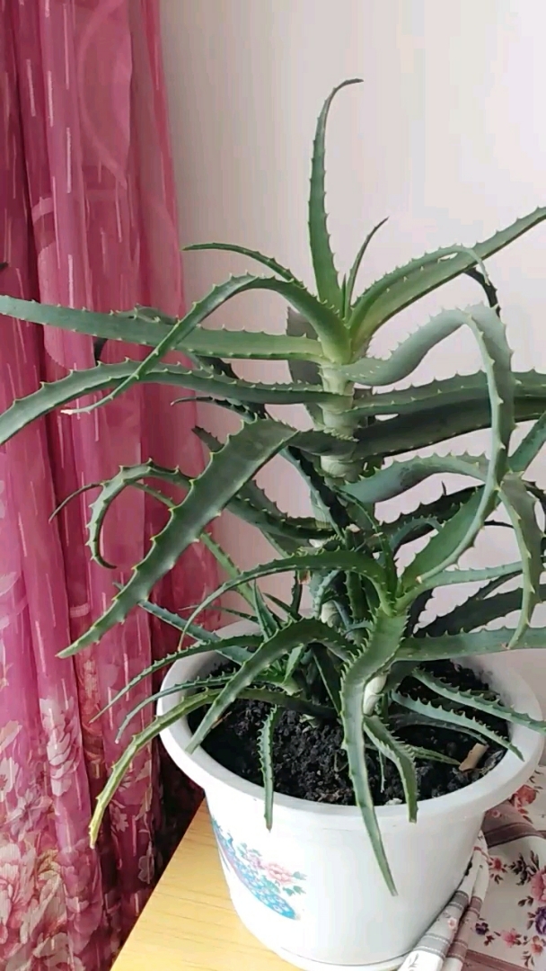 你们知道龙掌的用处吗?