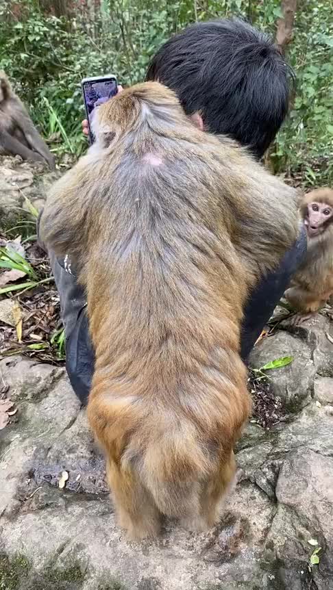 这猴子是成精了吗趴在小伙身上看直播,太搞笑了