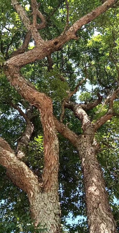 二级珍贵植物柞木,好看又贵-度小视
