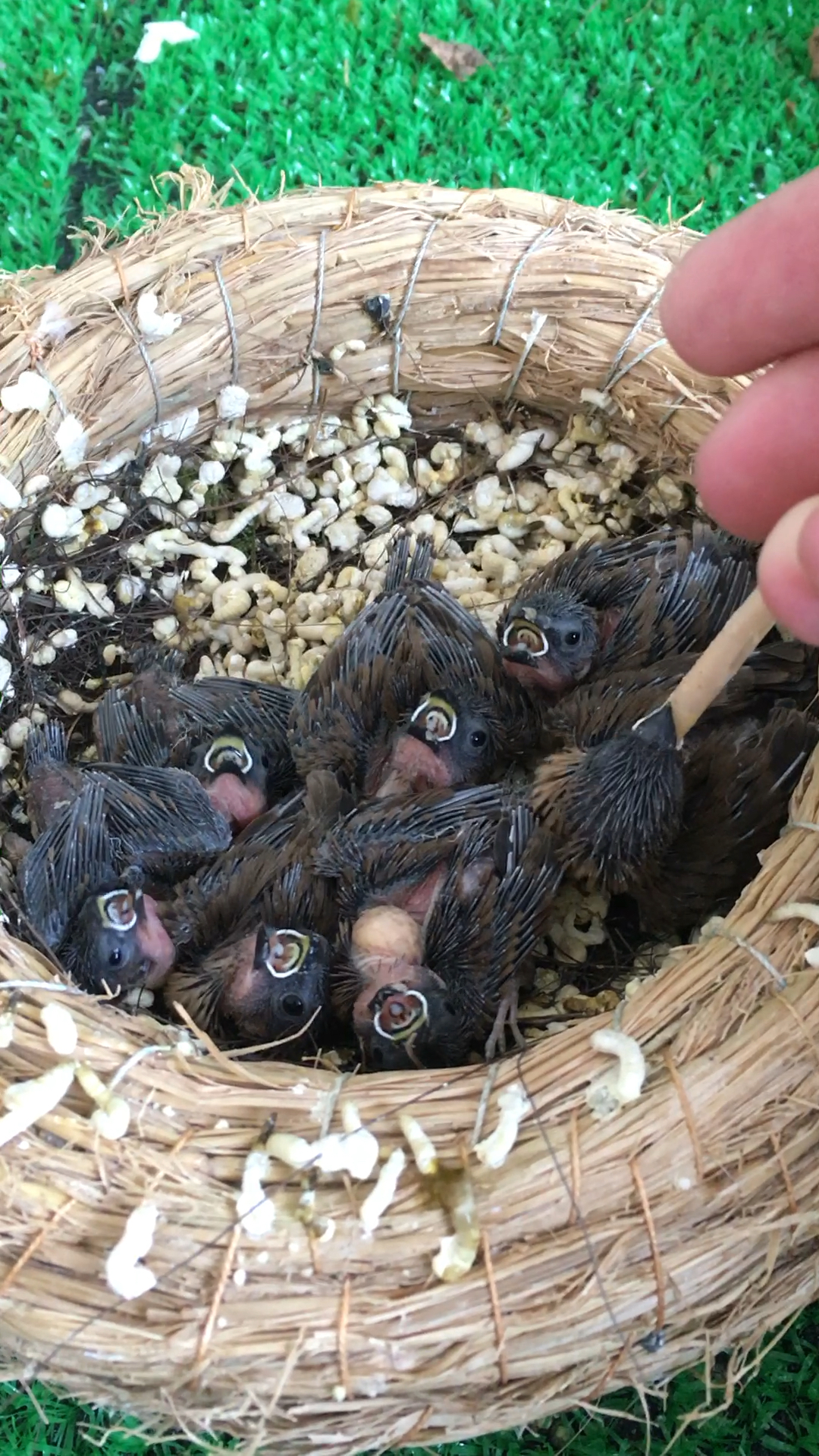一张张饿得嗷嗷叫的嘴!捡到小麻雀已经一个星期了!