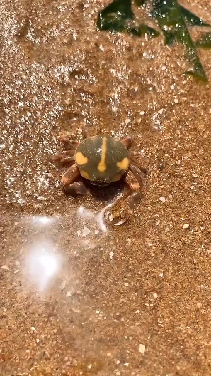 大海退潮了,你们看看,我们发现了小螃蟹