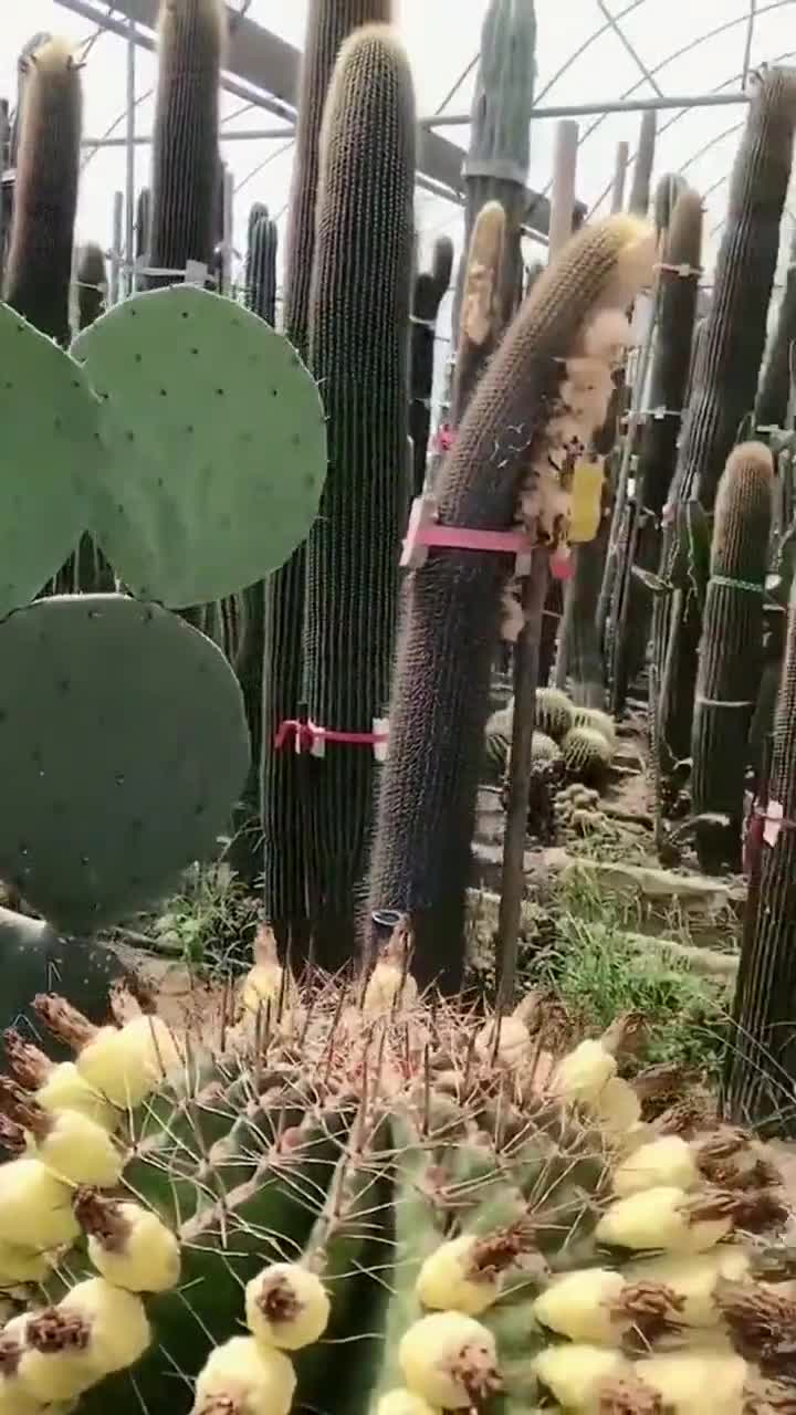 第一次见这么大的仙人球,比成年人还要高!