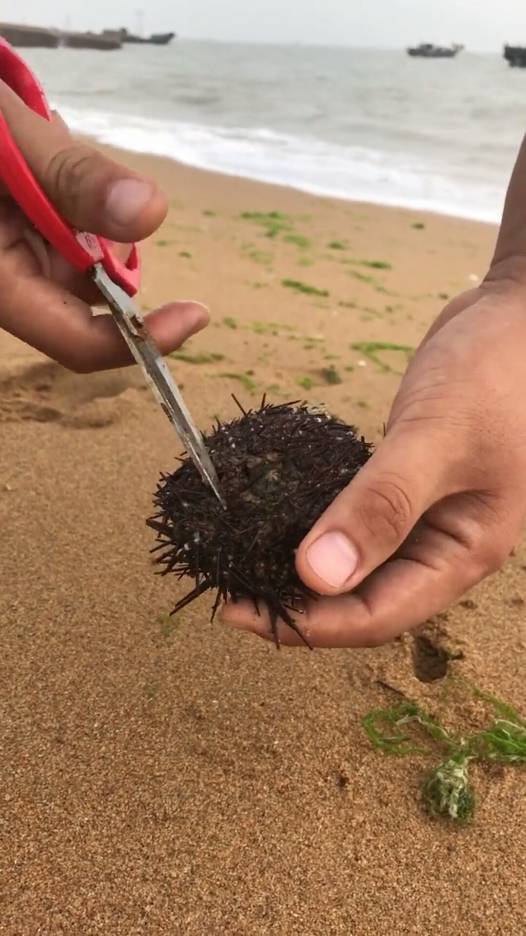 解剖海胆,带你了解内部构造