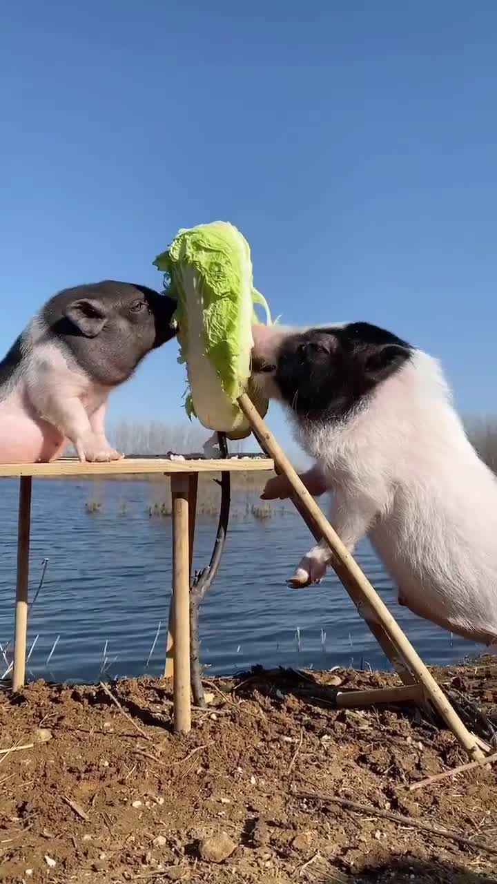宠物猪宠物萌宠两只八戒拱白菜