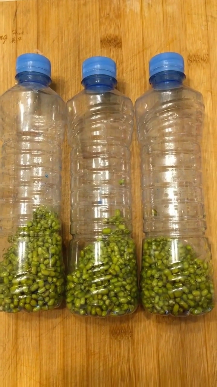 舌尖上的旅行#用矿泉水瓶子生豆芽第一天,快来学吧