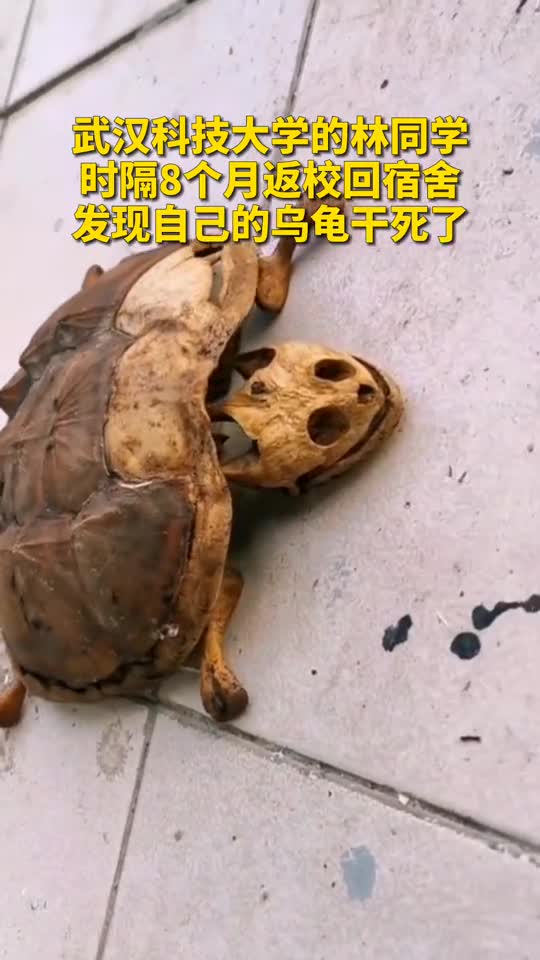 武汉大学生时隔8个月返校乌龟变龟壳仅剩下骨架