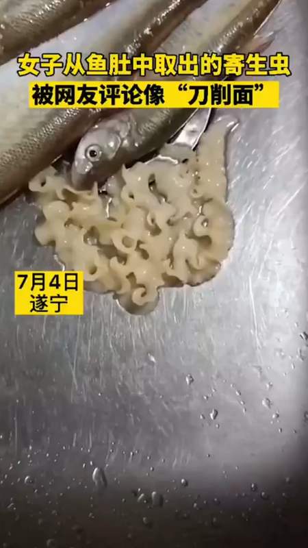 支持全民小视频#女子从鱼肚子取出的寄生虫,被网友评论系刀削面
